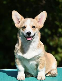 Velški korgi/Welsh Corgi Pembroke