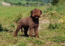 Kupujem Koker španijela ili Lagotto Romagnolo