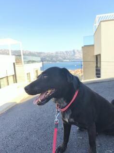 Dog walking in Budva and Becici, calm and active walks, 10 € per hour