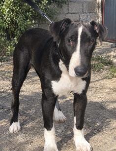 Bull Terrier i American bully XL mix