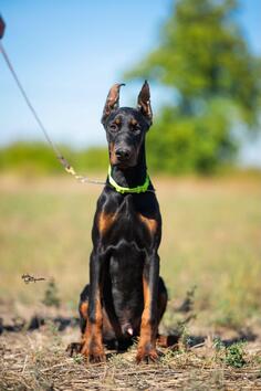 Stenci dobermana