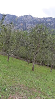 Poljoprivredno zemljište 4000m2 - Mojkovac - Dobrilovina