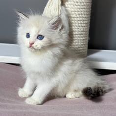 Ragdoll mačići