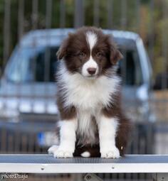 Border Collie štenci