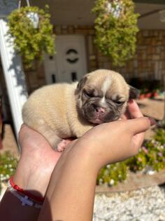 Francuski buldog 