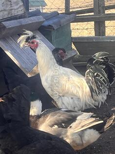 Prodajem pijetla Sandžački Pjevač 