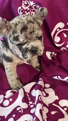 prodajem stence francuskog buldoga