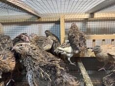 Prodajem japanske prepelice