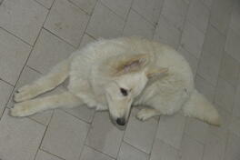 Beli švajcarski ovčar, mladi mužjak - 8 meseca