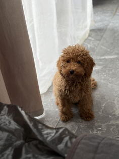 Dostupan muzijak mini pudlice u aprikot boji 