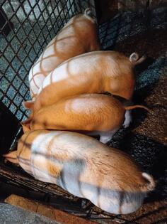 prodajem malu prasad