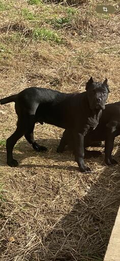 Cane corso 