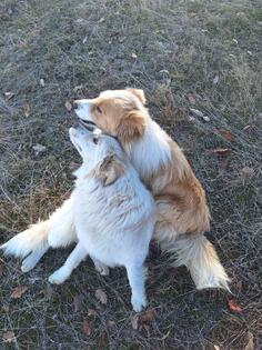 Prodajem čistokrvnog Border Kolija po jako nižoj cijeni hitno!