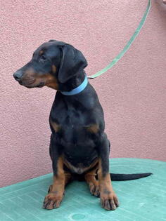 Doberman muško štene 
