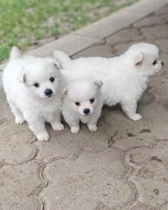 Nemački špic, štenci snežno bele boje