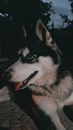 Trazim zenku haskija za parenje