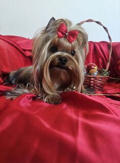 Štenci jorkširskog terijera