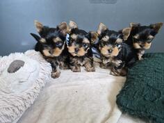 Štenci jorkširskog terijera