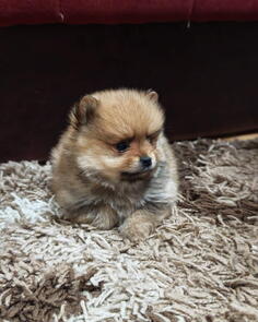 Štenci pomeranskog špica prelepog krzna 