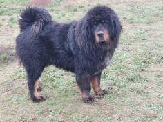 Stenad tibetaskog mastifa sampijoskog porijekla na prodaju