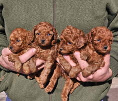 Najmanje pudle, od najlepsih roditelja u Evropi