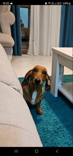 potreban muzijak za parenje