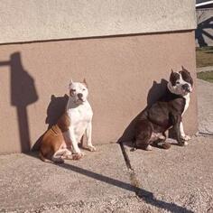 Stenad američkog staforda