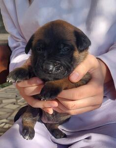 malinoa 45 dana stenad zenka 200 muzjak 250