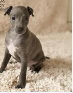 Mali Italijanski Hrt , vrhunska plava ženka