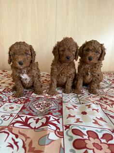 Preslatki štenci patuljaste pudle.