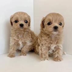 Preslatke bebe Maltipooa