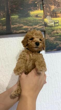 prodajem pudle patuljaste