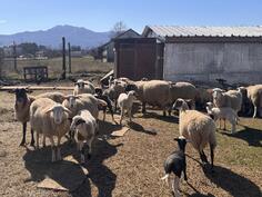 Prodajem stado ovaca