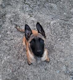 Zenka Belgijski ovcar (malinoa)