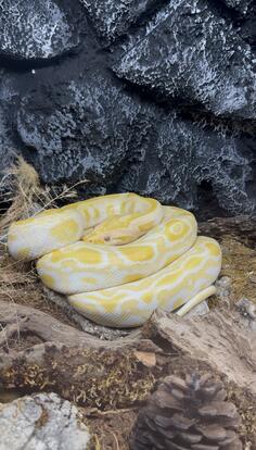 Prodajem zmiju sa terarijumom ili bez