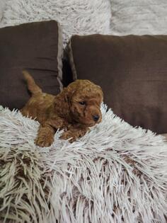 prodajem musko stene toy pudle