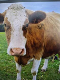 Prodajem krave. Lokacija Nikšić