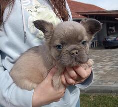 Francuski buldog fluffy stenci