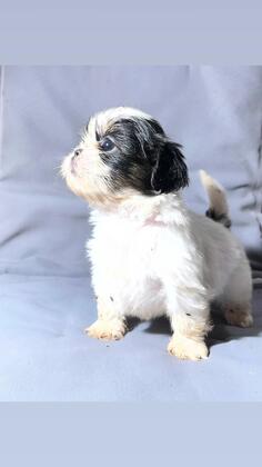 prodajem stence si cua