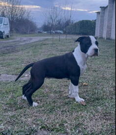 Američki stafordski terijer mužjak I ženka