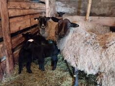 Prodajem ovce sa jagnjadima