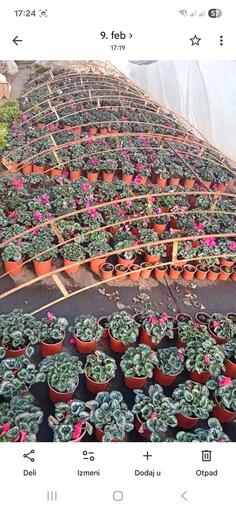 Prodajem cvijece u saksijama na veliko 