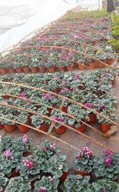 Prodajem cvijece u saksijama na veliko 