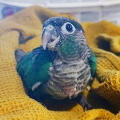 Braunouhi papagaj (molina pirhura)