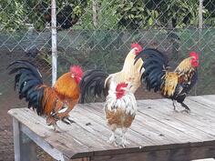 Prodajem Patuljak Pietlove 