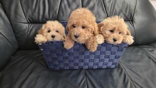 prodajem stence maltipoa