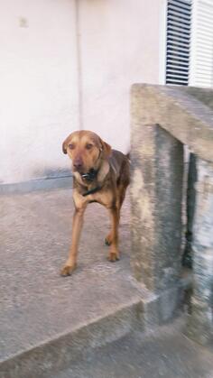 HITNO SE UDOMLJAVA PAS!! 