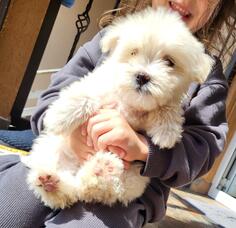 Štene maltezera muško