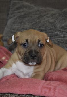 Americki stafordski terijer