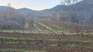 Trazimo saradnika za odrzavanje manjih vinograda. Okolina Podgorice